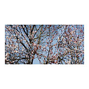 blossoms #5, 2007