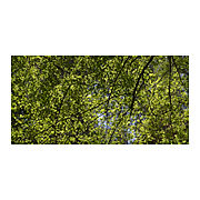 trees #1, 2007