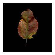 Photosynthesis Study #2, Crabapple Iridescent, 2010-11