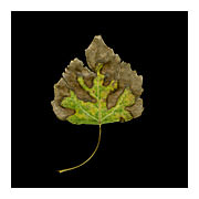 Photosynthesis Study #3, 2010-11