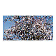 blossoms #3, 2007