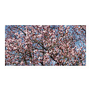 blossoms #6, 2007