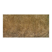 brown grasses, 2006