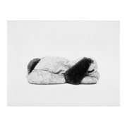 Lying Dog, 2000