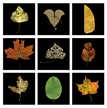 Photosynthesis Leaf Grid, 2010–11