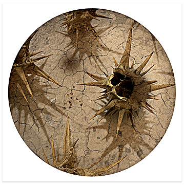 Thorn re-germination, 2020–22