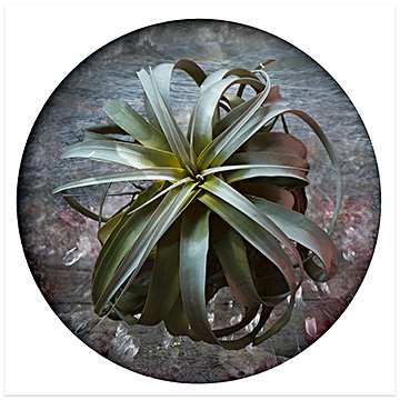 Tillandsia, 2020–22