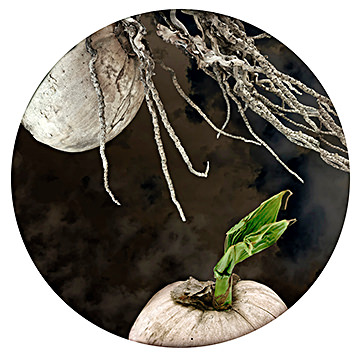 Two Worlds (coconuts), 2020–22