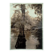 Bald Cypress, E. Arkansas, 800-1000 yrs, 2000