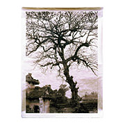 Temple Tree, Vietnam, 2000-01