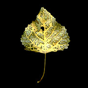 Photosynthesis Leaf #1, New Mexico, 2010