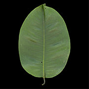Green Singapore Leaf, 2010-11