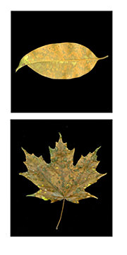 Horizontal Singapore Leaf, Vermont Spotted Maple, 2010-11