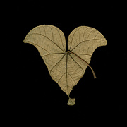 Singapore Equilateral Leaf, 2010